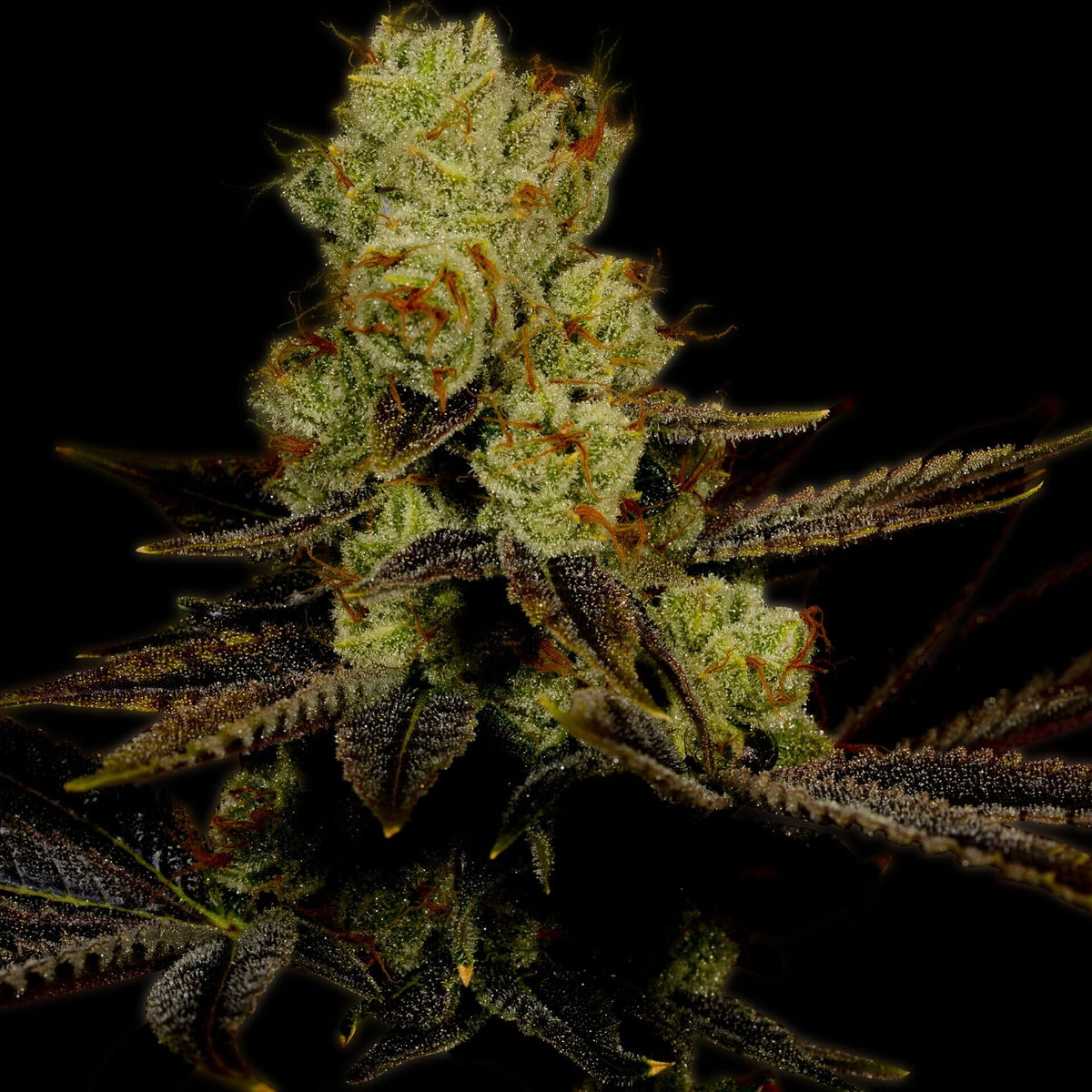 🎁 LA Confidential Autoflower Seeds (100% off)