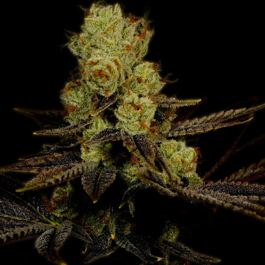 LA Confidential Feminized Cannabis Plant