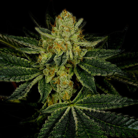 🎁 LSD Autoflower Seeds (100% off)