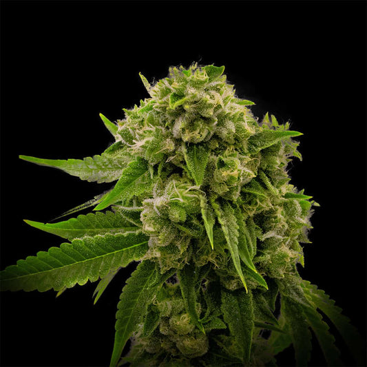 Larry OG Feminized Cannabis Plant