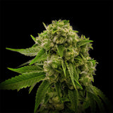 🎁 Larry OG Seeds (100% off)