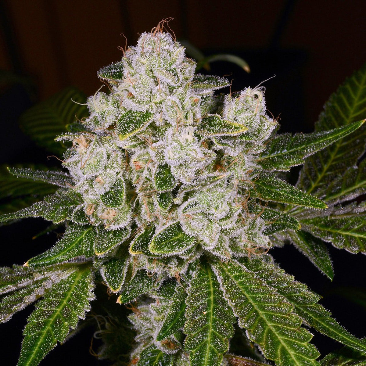🎁 Lava Cake Seeds (100% off)