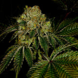 🎁 Legend OG Seeds (100% off)