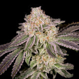 🎁 Lemon Cake Seeds (100% off)