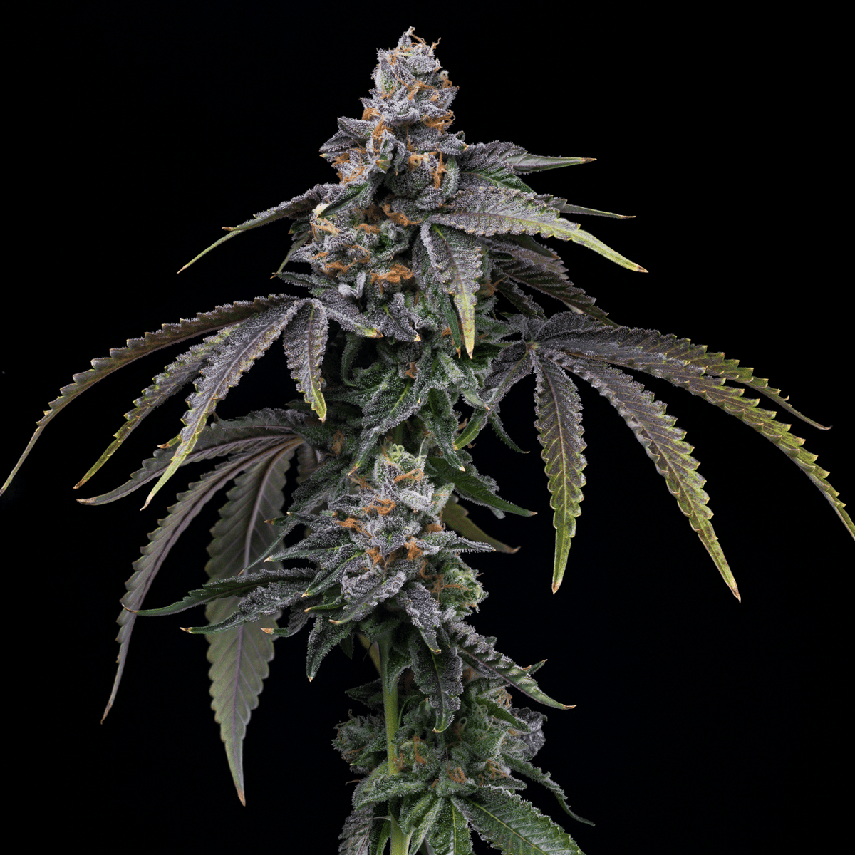 🎁 Lemon Cherry Dolato Autoflower Seeds (100% off)