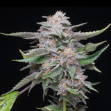 🎁 Lemon Cherry Gelato Seeds (100% off)