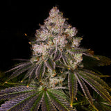 🎁 Lemon Grab Seeds (100% off)