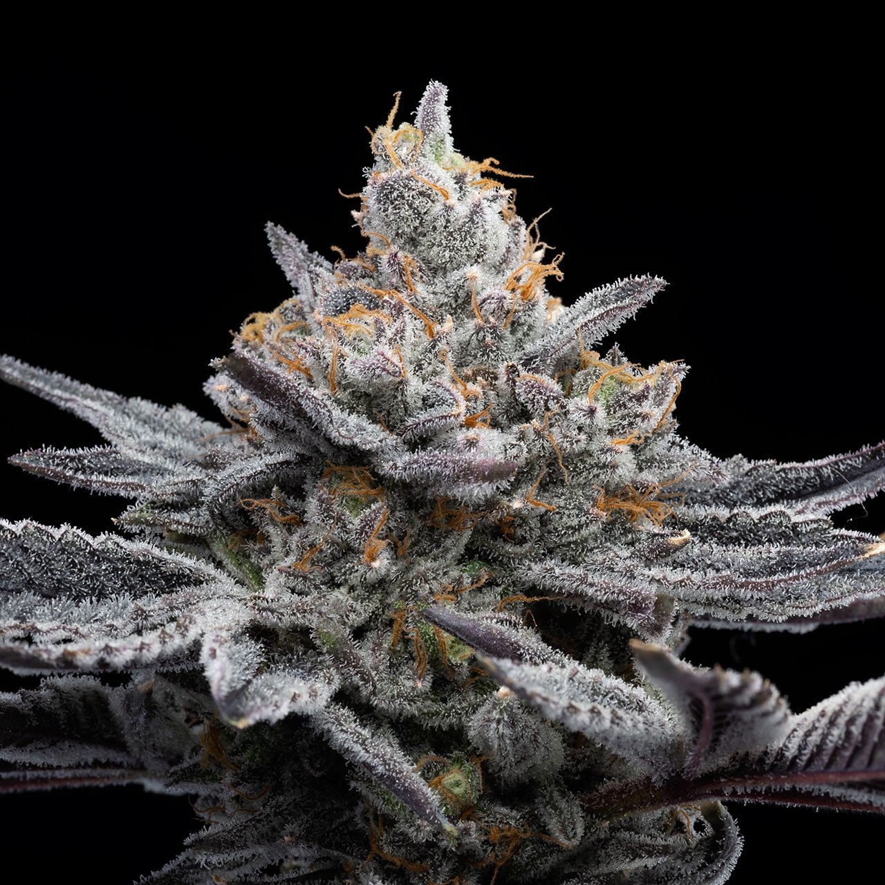 🎁 London Pound Cake Seeds (100% off)