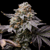 🎁 Love Affair Seeds (100% off)