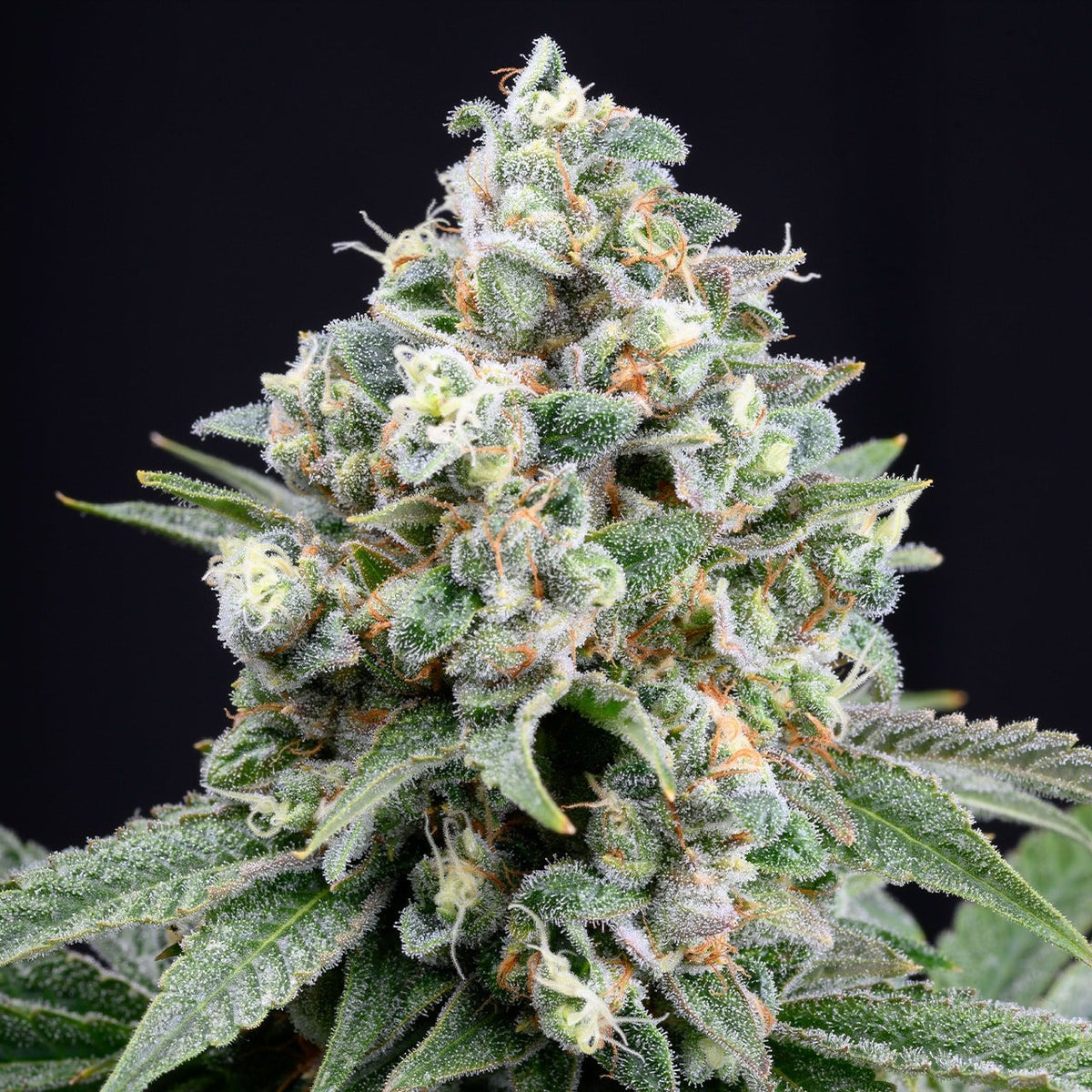🎁 Mandarin Cookies Seeds (100% off)