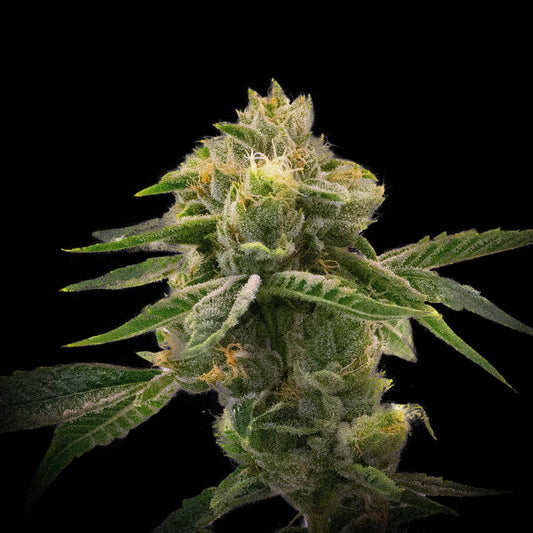 🎁 Mango Haze Seeds (100% off)
