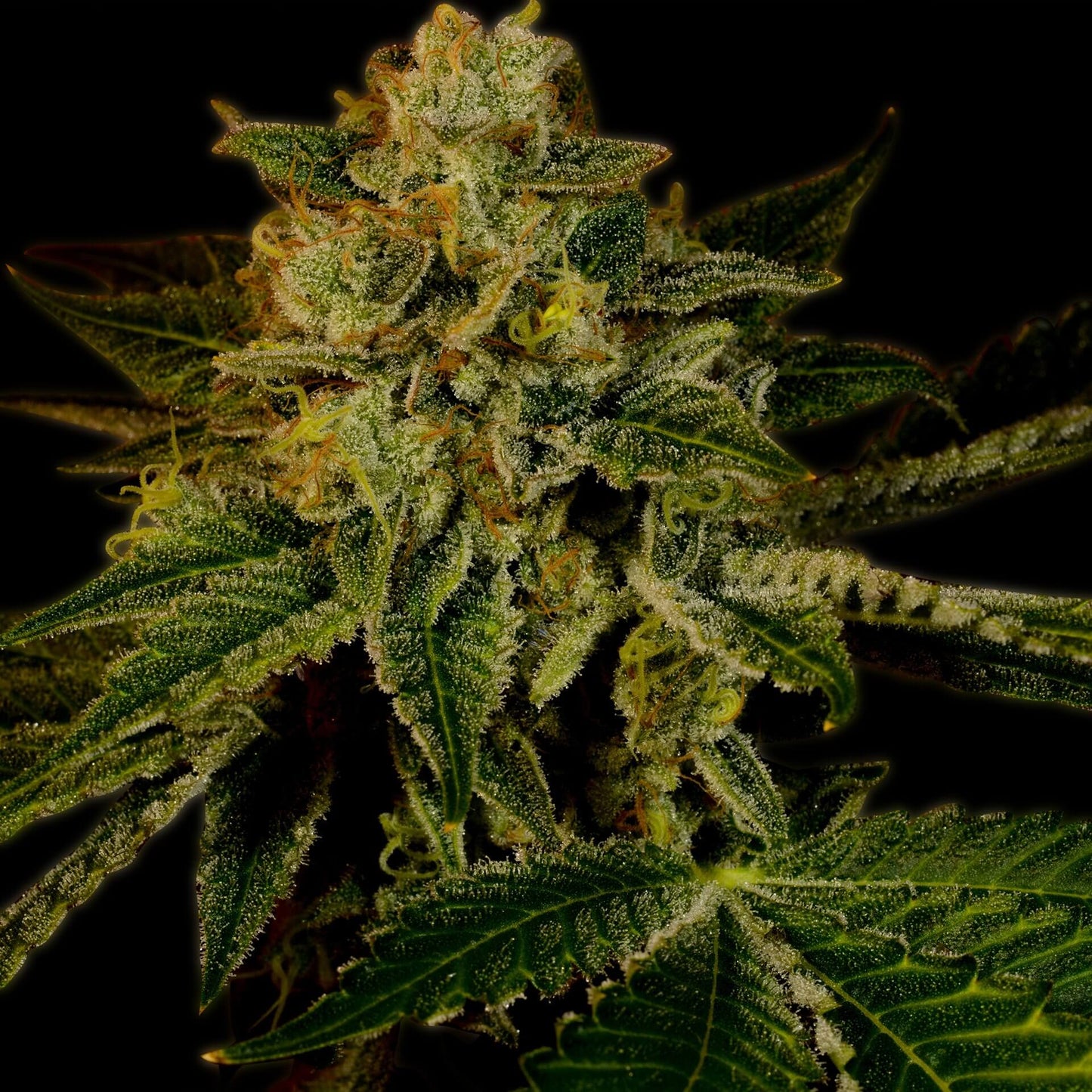 🎁 Mango Kush Seeds (100% off)