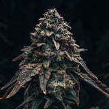 🎁 Marathon OG Seeds (100% off)