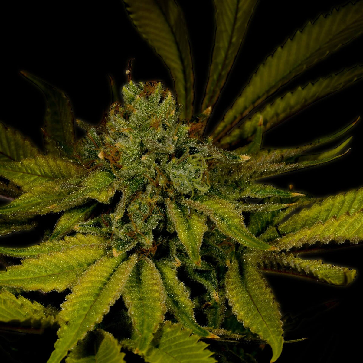 🎁 Maui Wowie Autoflower Seeds (100% off)