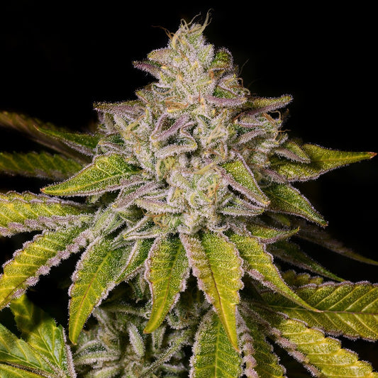 🎁 Medellin Seeds (100% off)