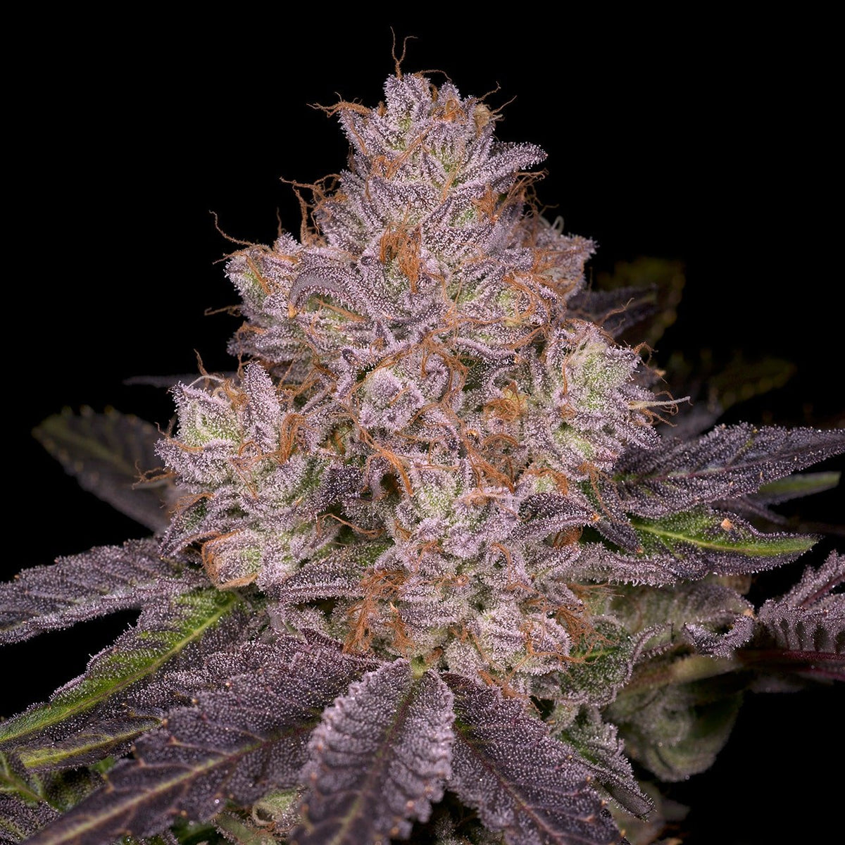 🎁 Member Berry Seeds (100% off)