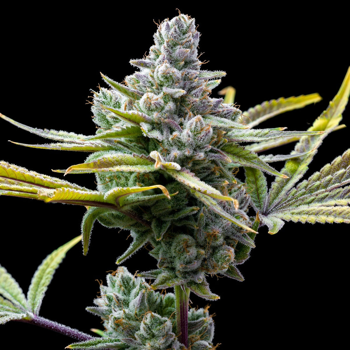 🎁 Mexican Red Hair Auto Seeds (100% off)