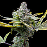 🎁 Mexican Red Hair Auto Seeds (100% off)