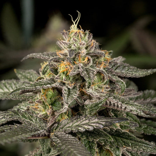 🎁 Mimosa Seeds (100% off)