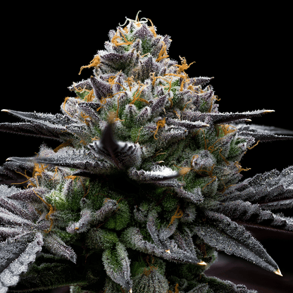 Mint Chocolate Chip seeds