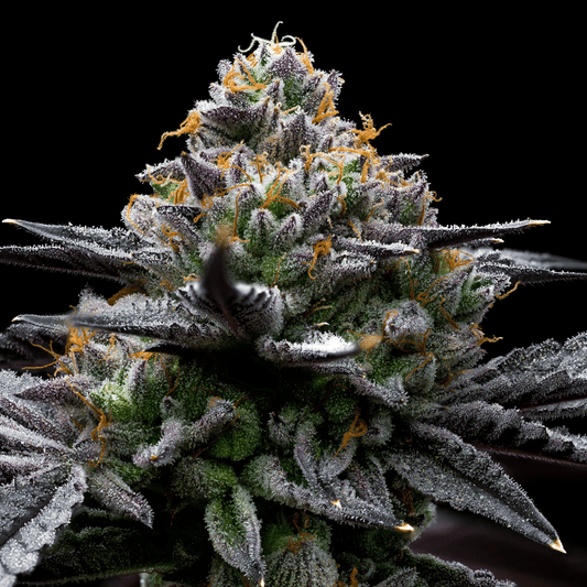 🎁 Mint Chocolate Chip Seeds (100% off)