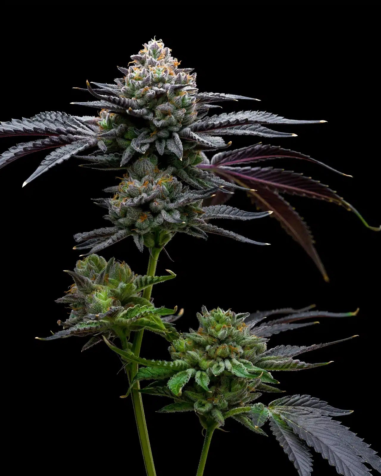 Mint Chocolate Chip Seeds