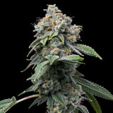 🎁 Motorbreath Seeds (100% off)