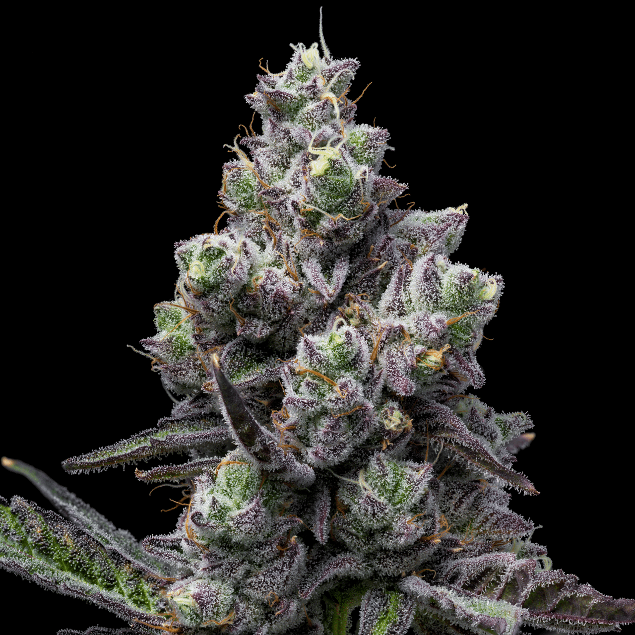 Mule Fuel Seeds
