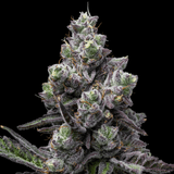 🎁 Mule Fuel Seeds (100% off)