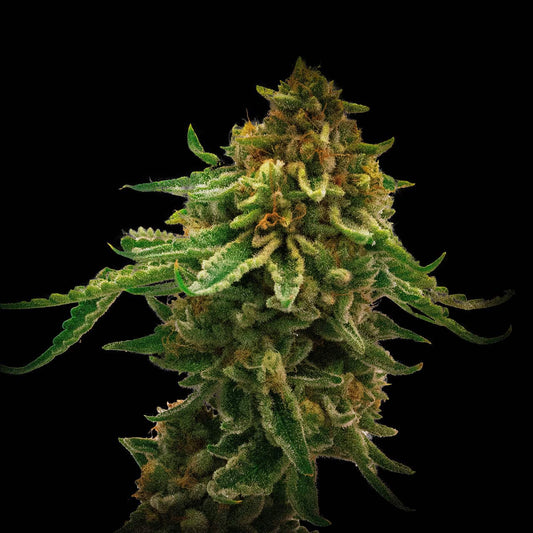 NYC Diesel autoflower cannabis plant