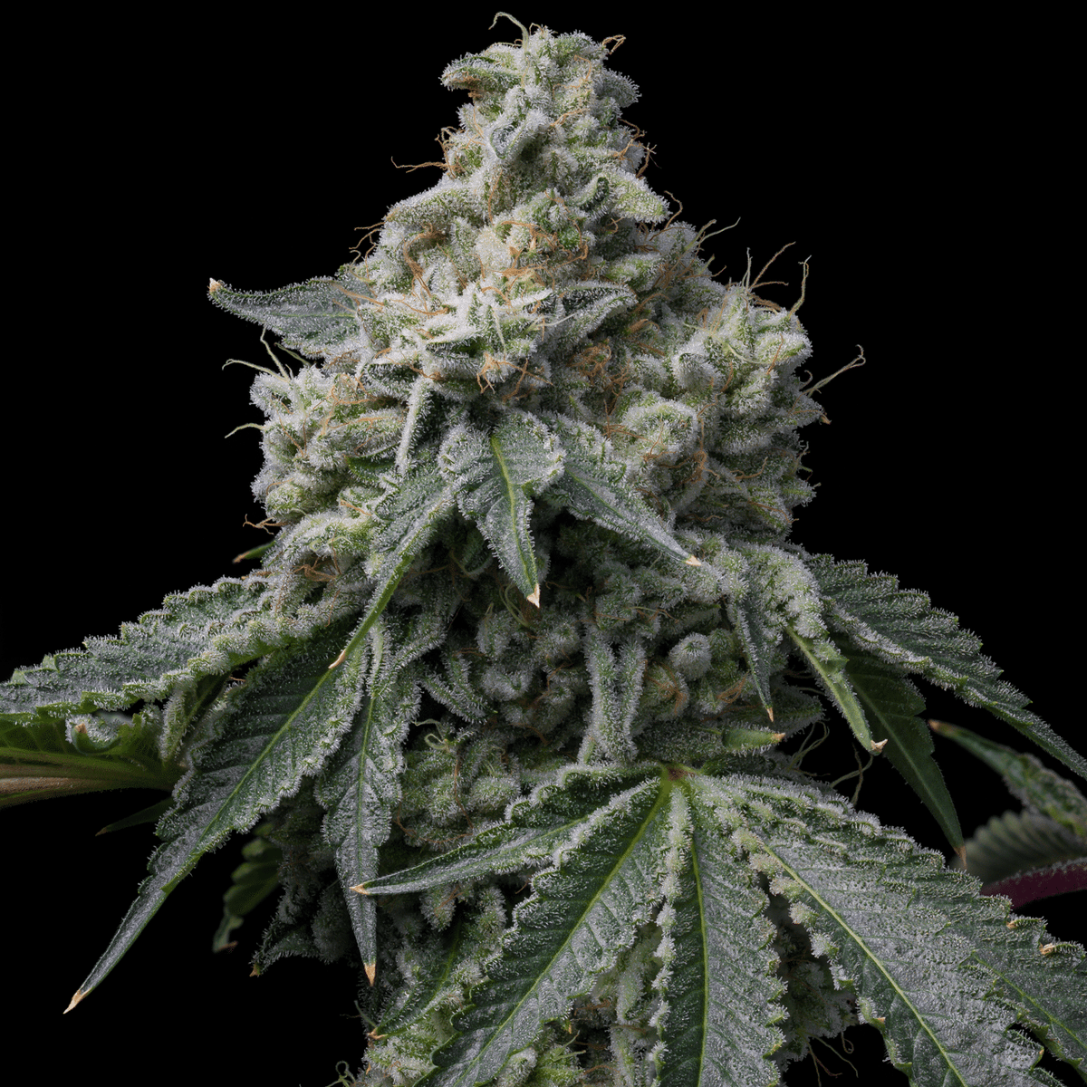 🎁 OZ Kush Seeds (100% off)