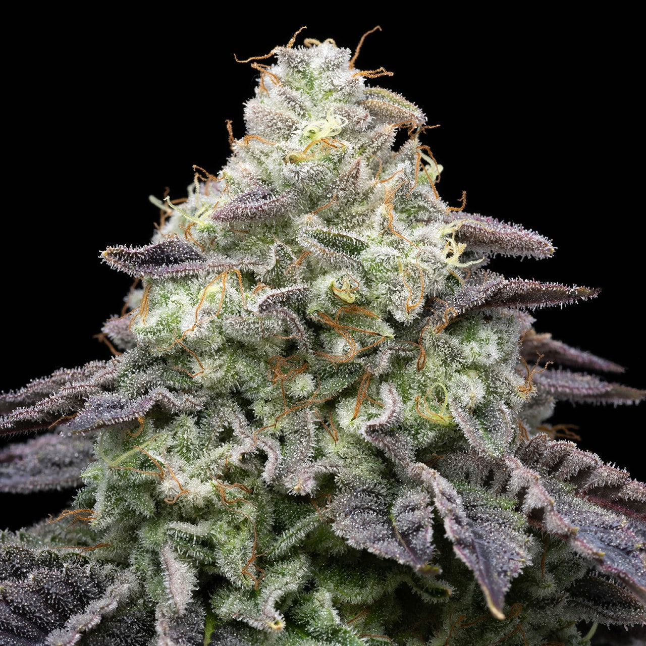 Peanut Butter Breath Seeds
