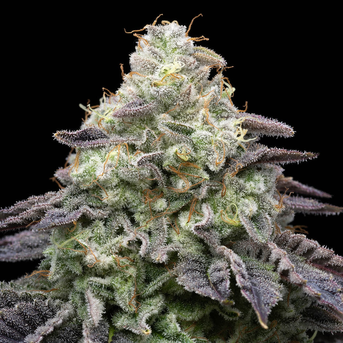 🎁 Peanut Butter Breath Seeds (100% off)