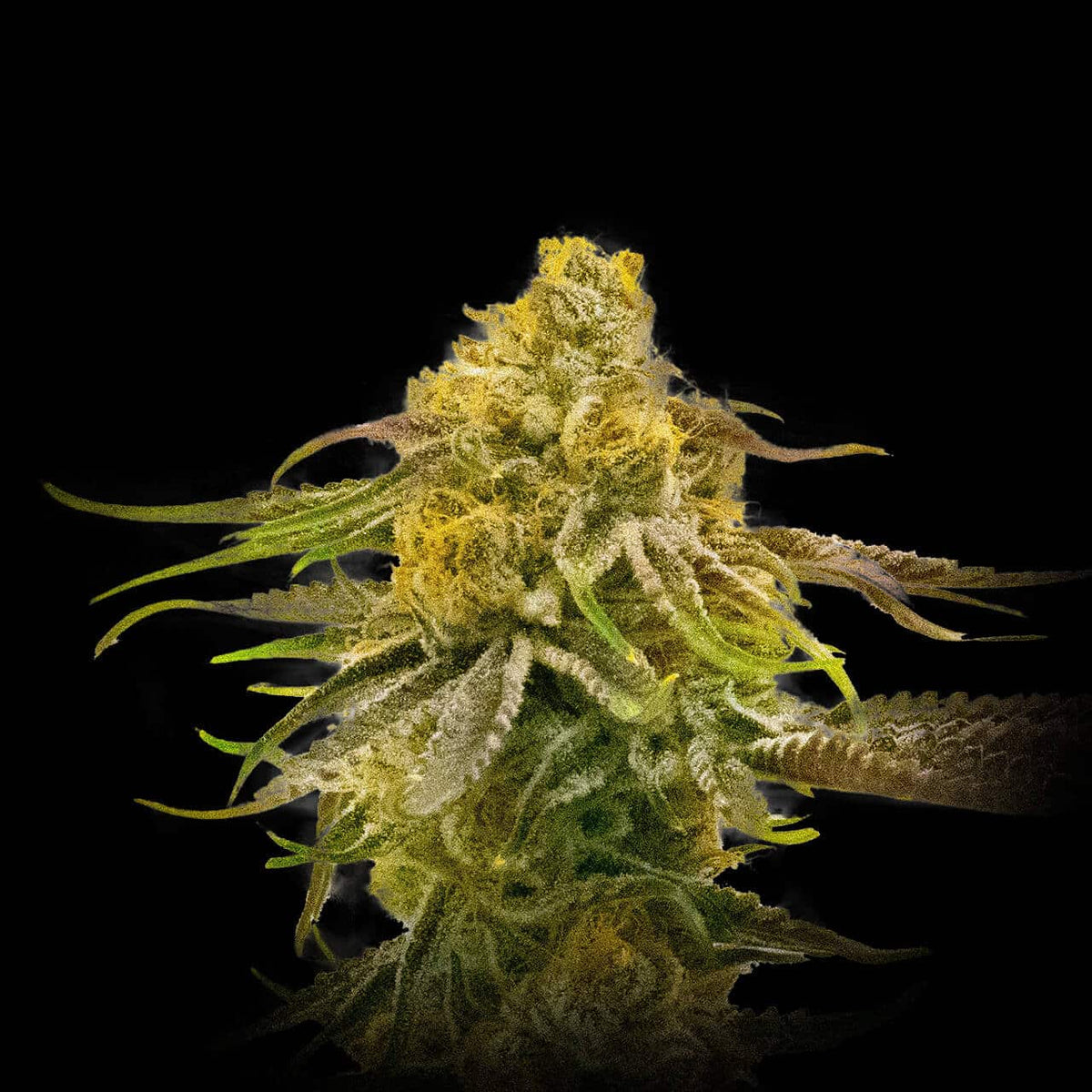 🎁 Pineapple Kush Seeds (100% off)