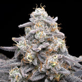 🎁 Pink Rozay Seeds (100% off)