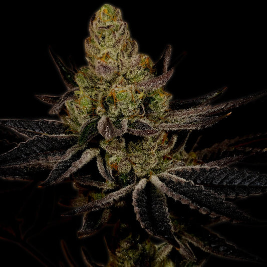 Platinum Cookies Autoflower Cannabis Plant