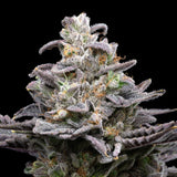🎁 Pluto Seeds (100% off)