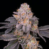 🎁 Purple Octane Seeds (100% off)
