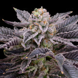🎁 RS11 Seeds (100% off)