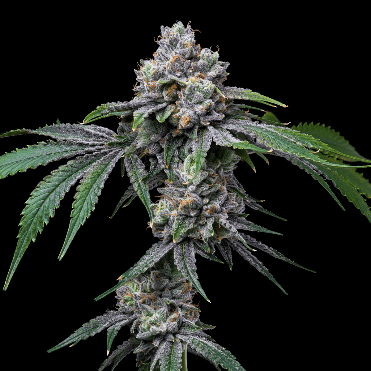 🎁 Rainbow Zkittlez Autoflower Seeds (100% off)