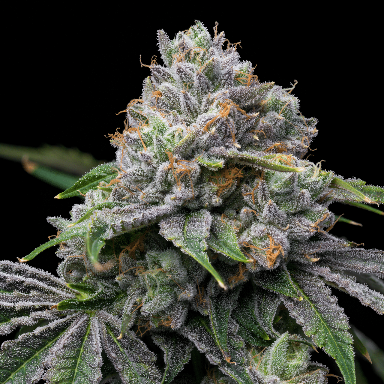 Rainbow Zkittlez Autoflower Seeds