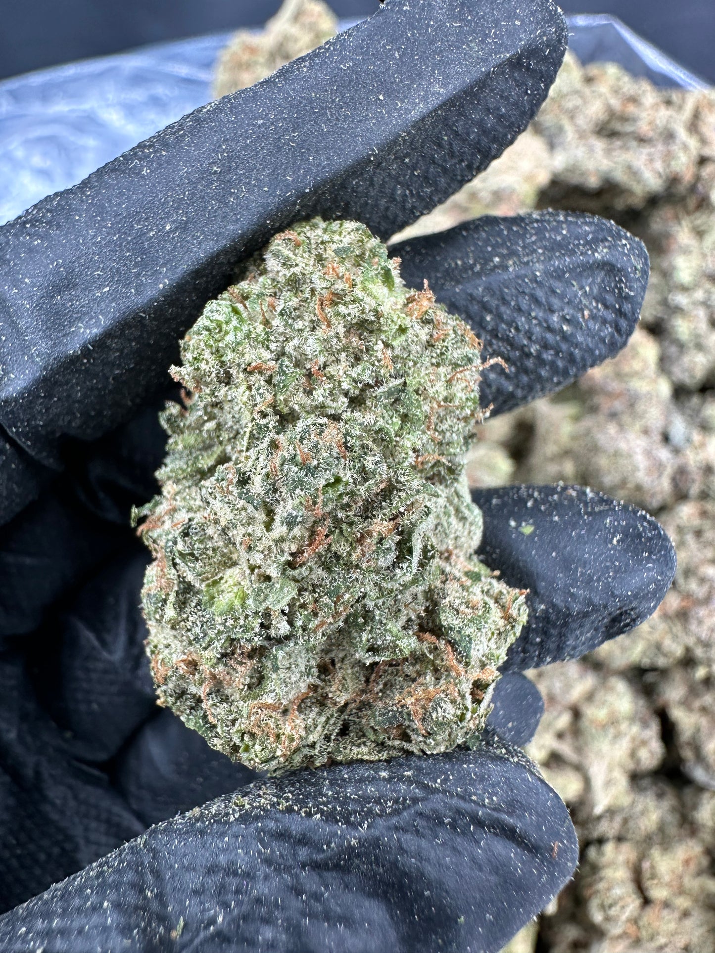 Rainbow Sherbert THCA Flower