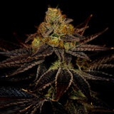 🎁 Runtz Seeds (100% off)