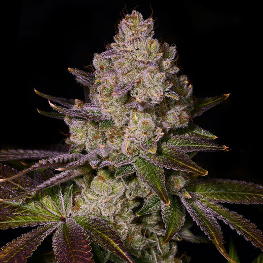 Scratch N Sniff Seeds