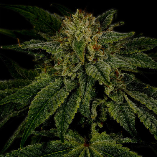 Sour Diesel Autoflower Cannabis Plant