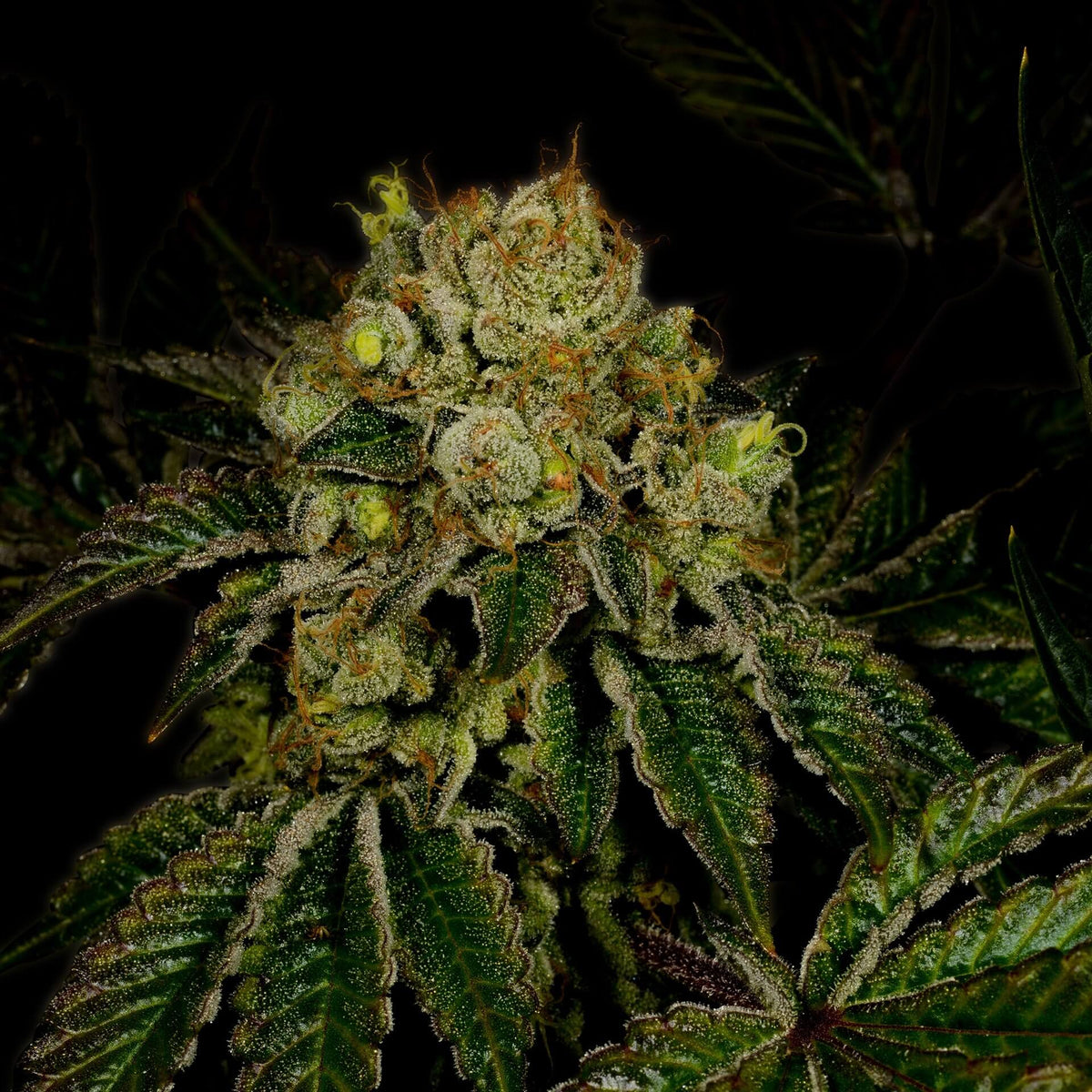 🎁 Sour Kush Autoflower Seeds (100% off)
