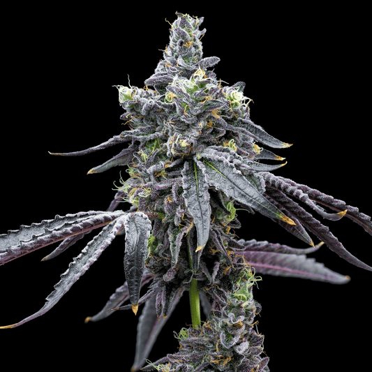 🎁 Sour Runtz Autoflower Seeds (100% off)