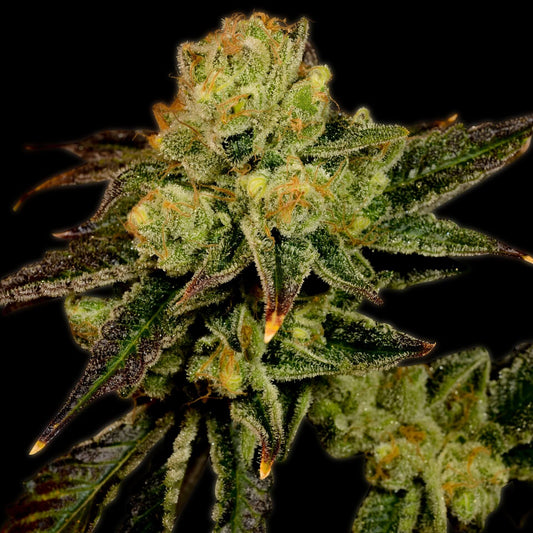 🎁 Stardawg Seeds (100% off)