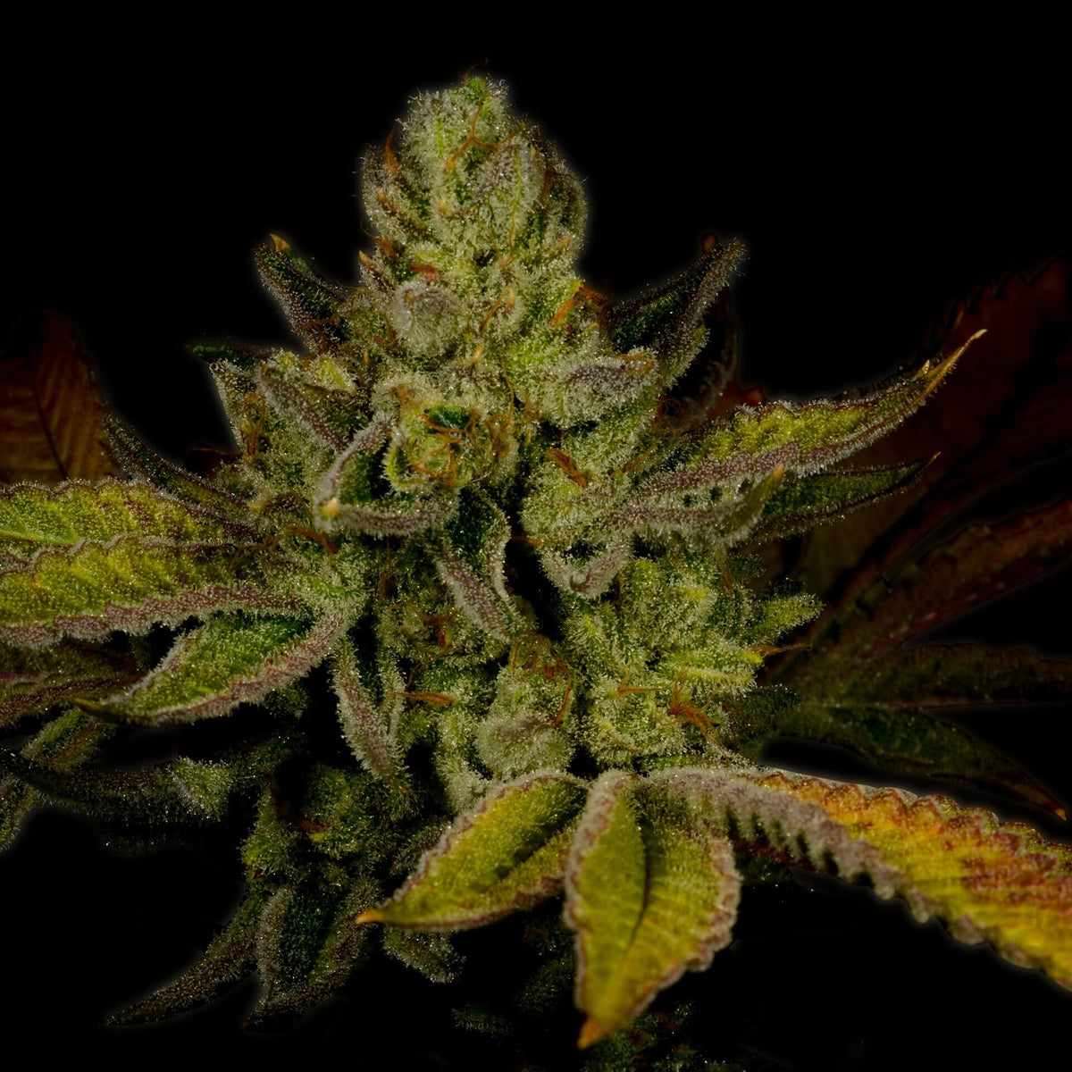 🎁 Strawberry Cough Seeds (100% off)