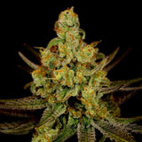 🎁 Strawberry Kush Autoflower Seeds (100% off)